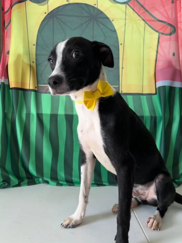 Cachorro ra a SRD-ViraLata idade 7 a 11 meses nome Tonico