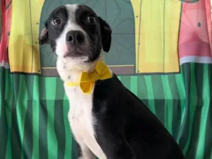 Cachorro raça SRD-ViraLata idade 7 a 11 meses nome Tonico