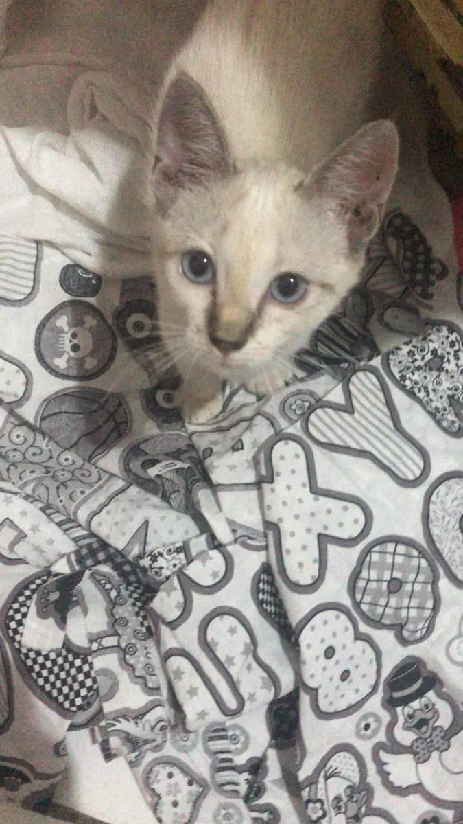 Gato raça SRD-ViraLata idade 2 a 6 meses nome Flor