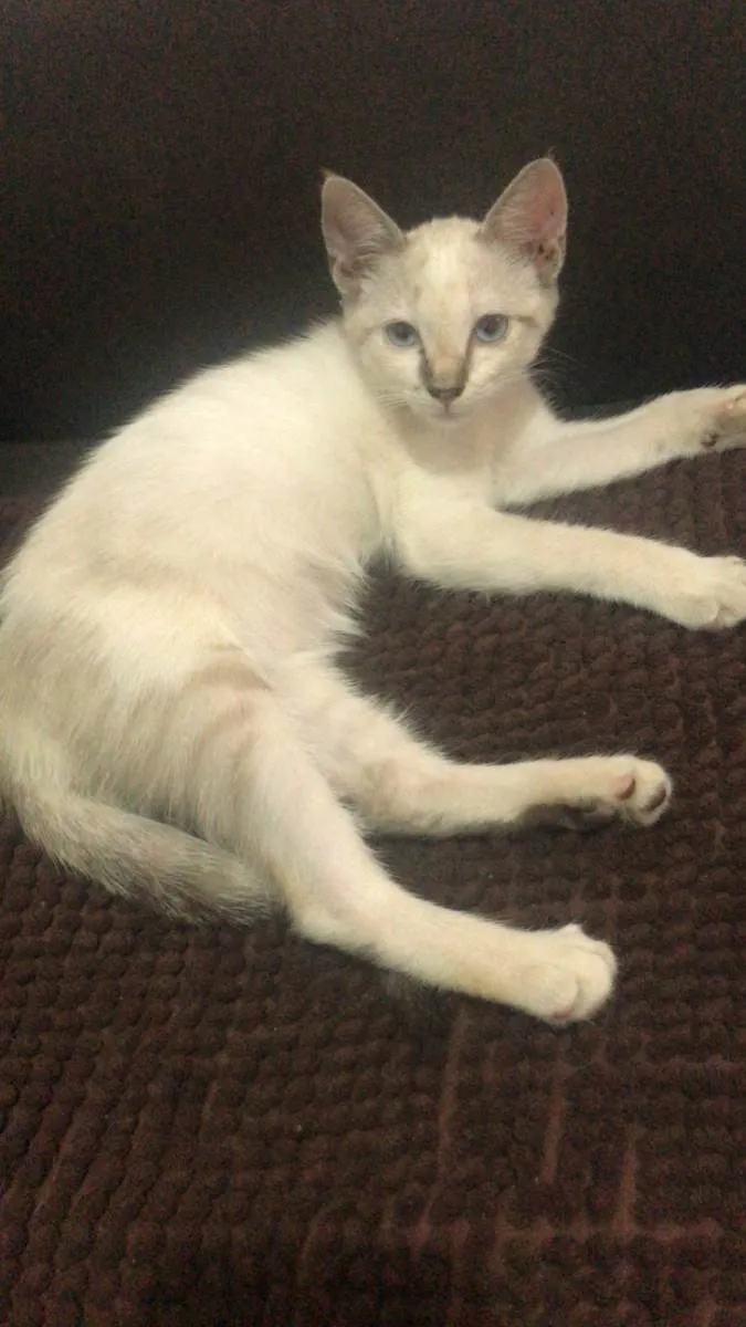 Gato raça SRD-ViraLata idade 2 a 6 meses nome Flor