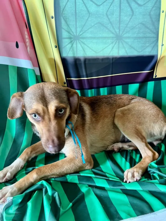 Cachorro ra a SRD-ViraLata idade 7 a 11 meses nome Jade