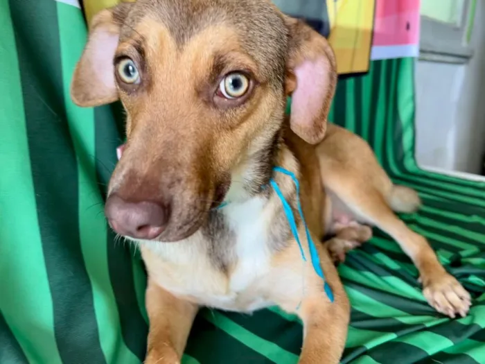 Cachorro ra a SRD-ViraLata idade 7 a 11 meses nome Jade