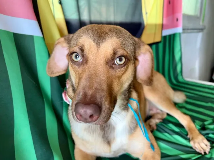 Cachorro ra a SRD-ViraLata idade 7 a 11 meses nome Jade
