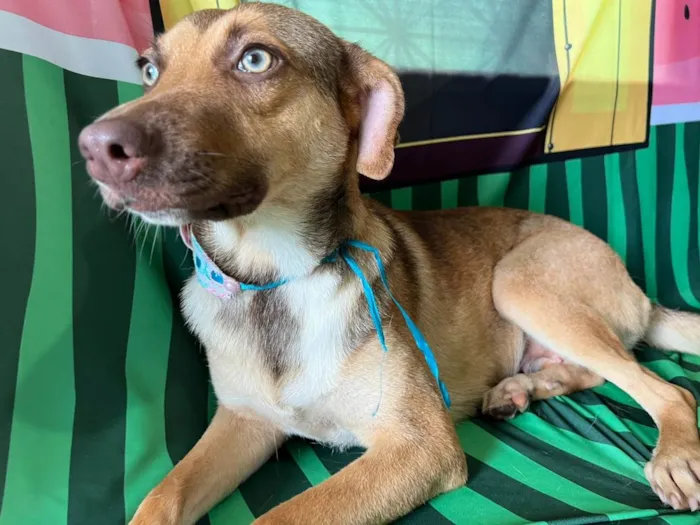 Cachorro ra a SRD-ViraLata idade 7 a 11 meses nome Jade