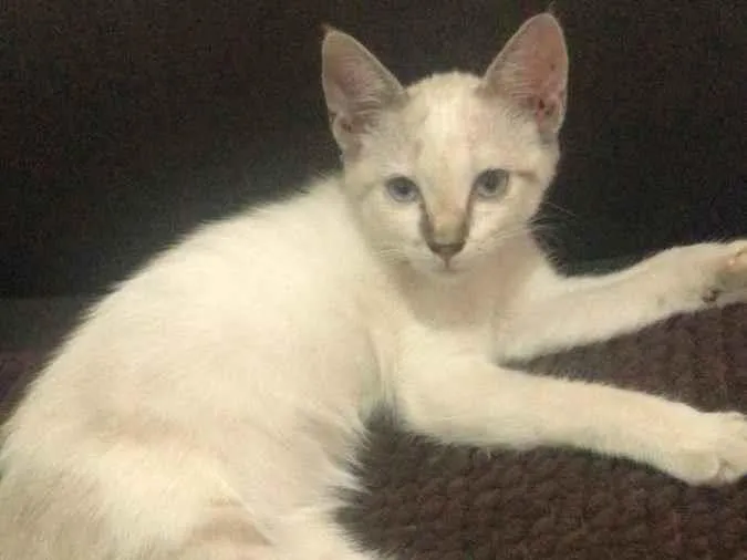 Gato raça SRD-ViraLata idade 2 a 6 meses nome Flor