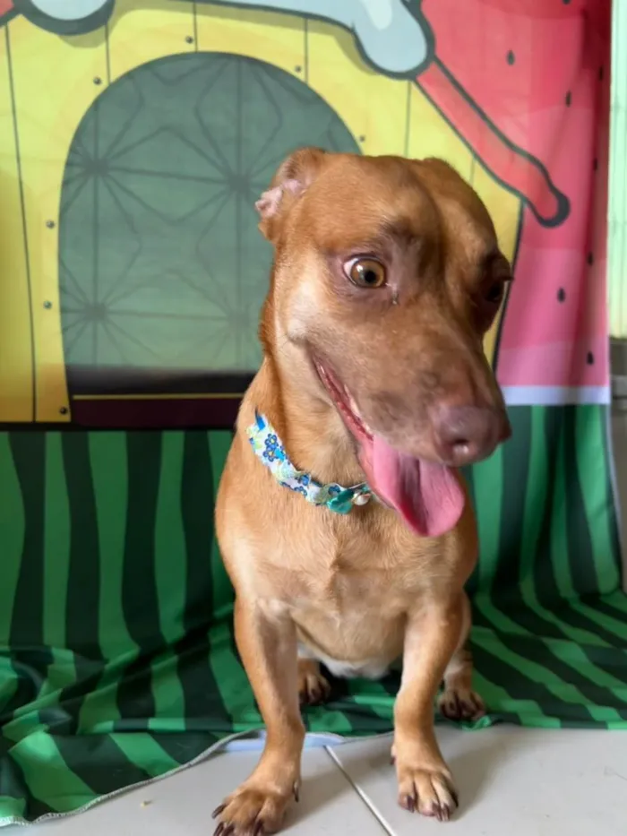 Cachorro ra a SRD-ViraLata idade 1 ano nome Mel