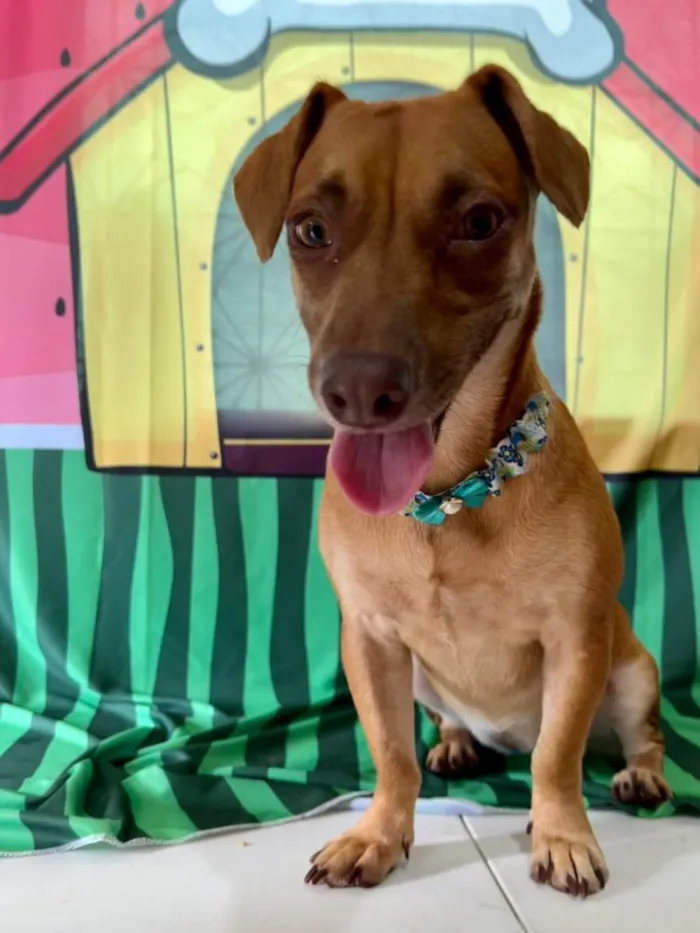 Cachorro ra a SRD-ViraLata idade 1 ano nome Mel