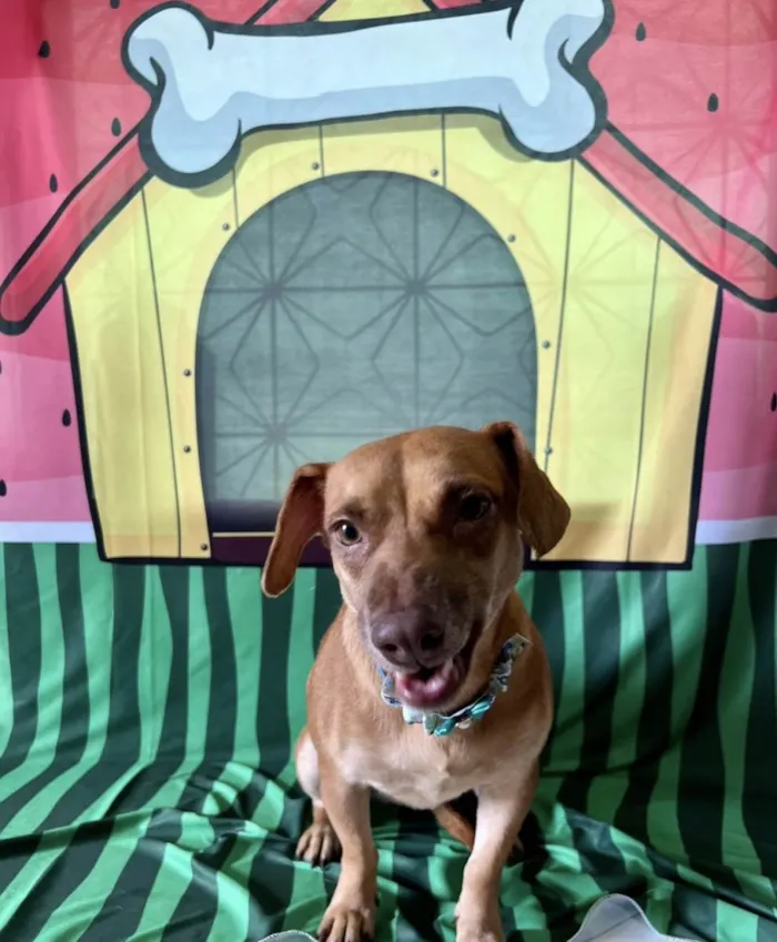 Cachorro ra a SRD-ViraLata idade 1 ano nome Mel