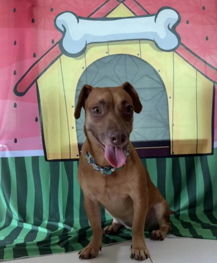 Cachorro ra a SRD-ViraLata idade 1 ano nome Mel