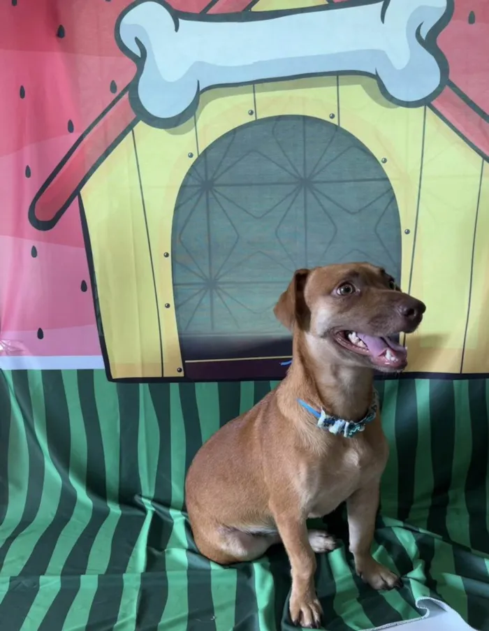 Cachorro ra a SRD-ViraLata idade 1 ano nome Mel