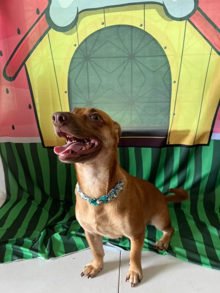 Cachorro ra a SRD-ViraLata idade 1 ano nome Mel