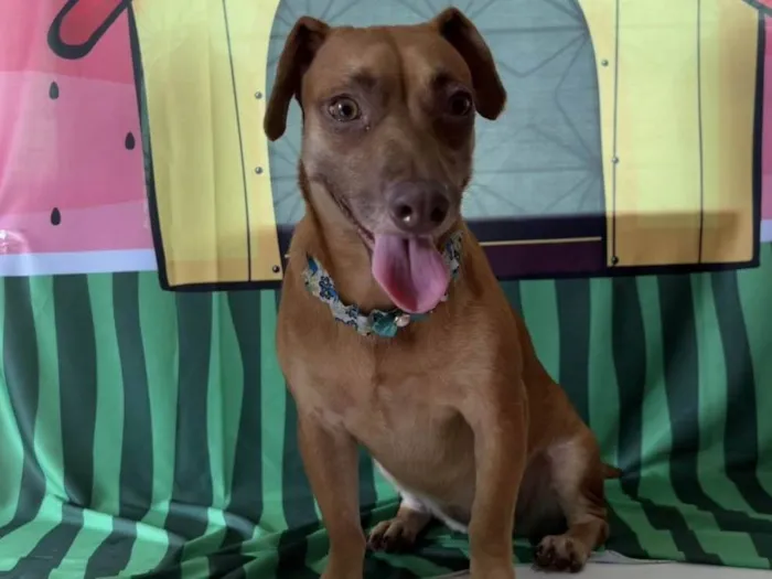 Cachorro ra a SRD-ViraLata idade 1 ano nome Mel