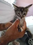 Nos adote!
