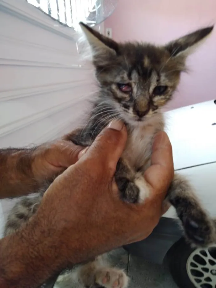 Gato raça  idade 2 a 6 meses nome Nos adote!