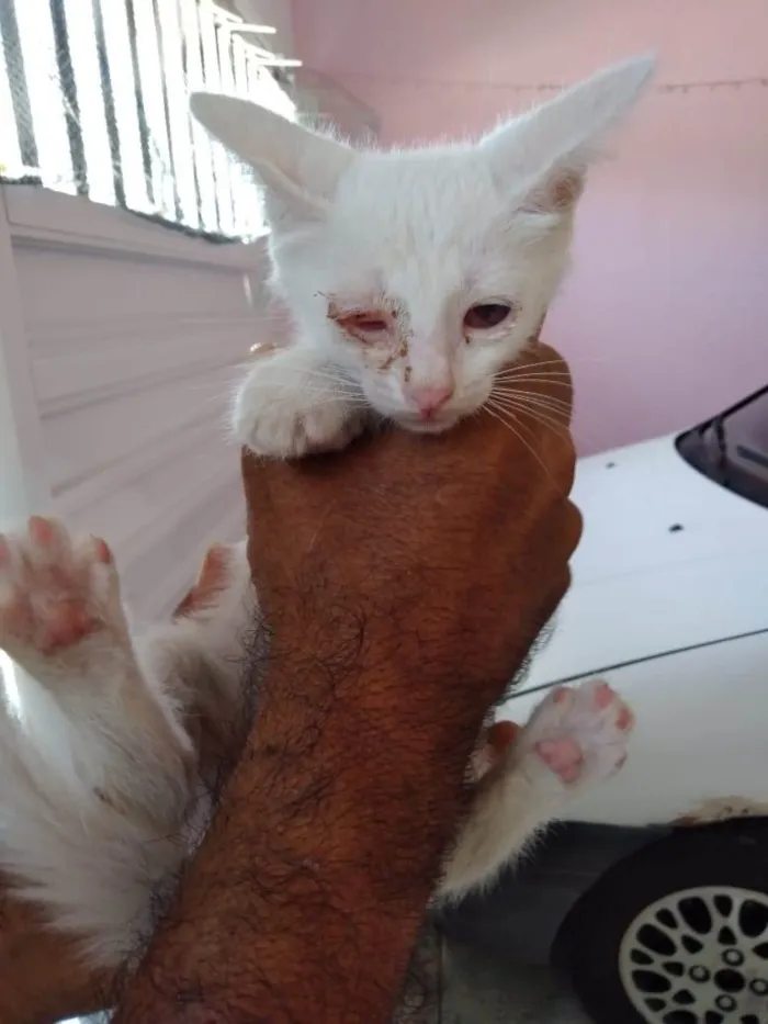 Gato raça  idade 2 a 6 meses nome Nos adote!
