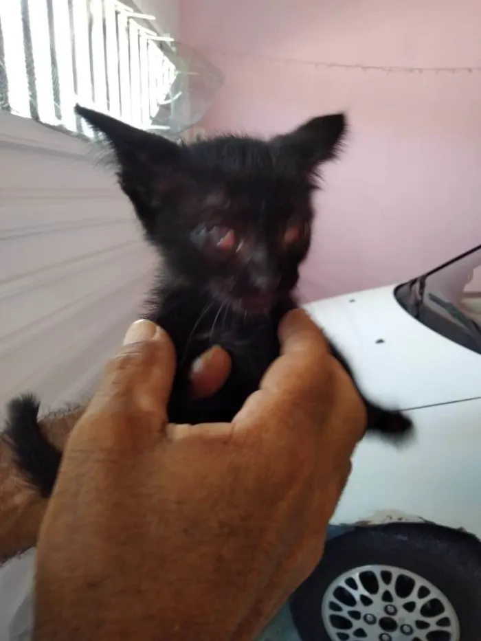 Gato raça  idade 2 a 6 meses nome Nos adote!