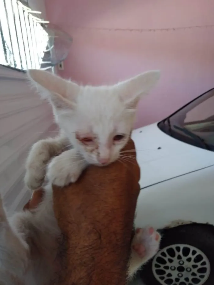 Gato raça  idade 2 a 6 meses nome Nos adote!