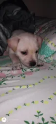 Lupy 