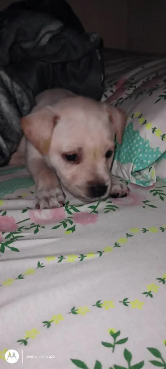 Cachorro ra a Labrador  idade 2 a 6 meses nome Lupy 