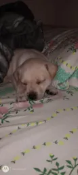 Lupy 