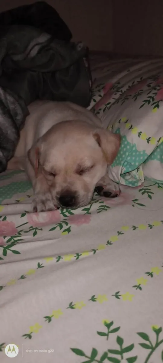 Cachorro ra a Labrador  idade 2 a 6 meses nome Lupy 
