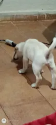 Lupy 