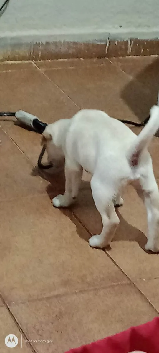 Cachorro ra a Labrador  idade 2 a 6 meses nome Lupy 