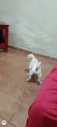 Lupy 