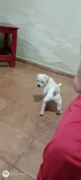 Lupy 