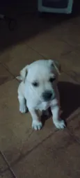 Lupy 