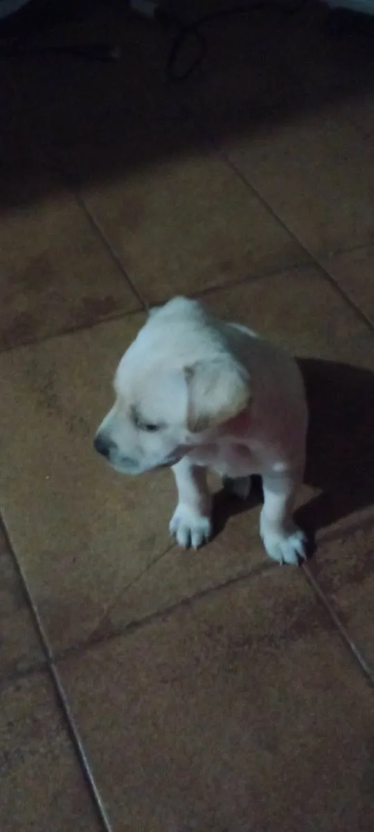 Cachorro ra a Labrador  idade 2 a 6 meses nome Lupy 