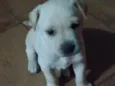 Lupy 