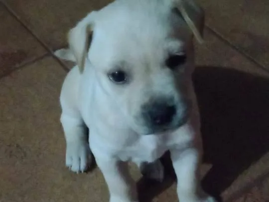 Cachorro ra a Labrador  idade 2 a 6 meses nome Lupy 