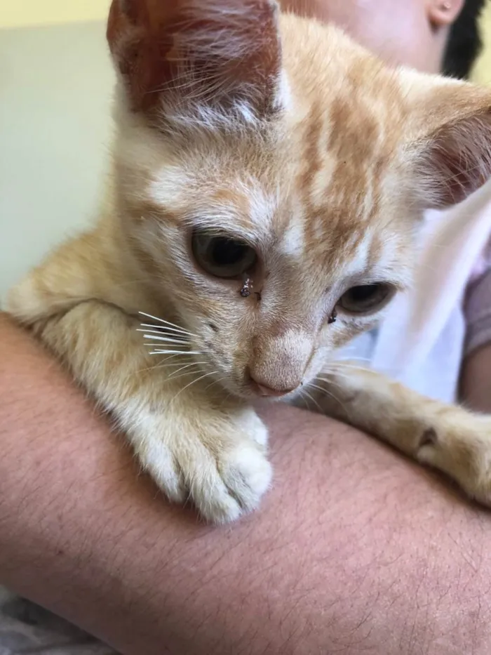 Gato ra a Gato  idade Abaixo de 2 meses nome Sem nome