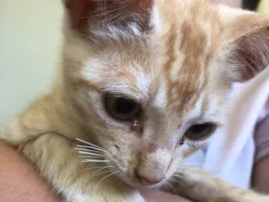 Gato raça Gato  idade Abaixo de 2 meses nome Sem nome