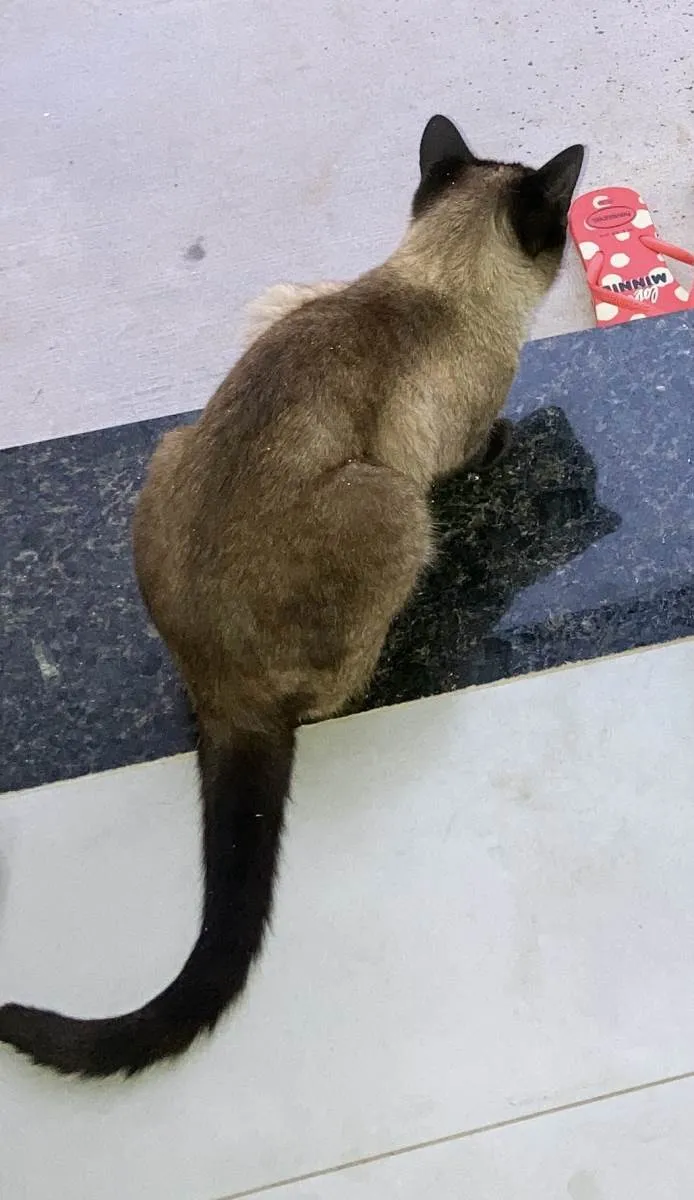 Gato ra a Siamês idade 2 anos nome MALU