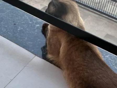 Gato ra a Siamês idade 2 anos nome MALU