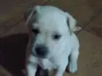 Lupy 