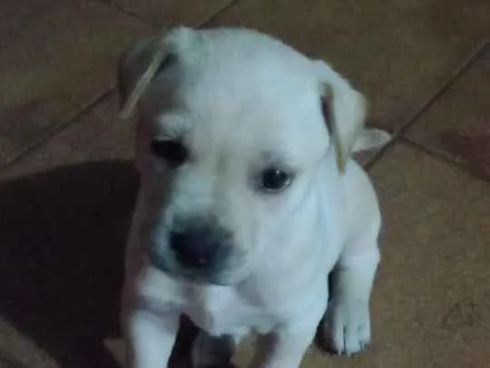 Cachorro ra a Labrador  idade 2 a 6 meses nome Lupy 