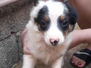 Cachorro raça misturado idade 2 a 6 meses nome Amora Toby