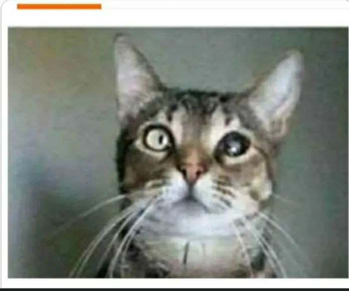 Gato ra a srd tigradinha  idade 2 anos nome LISSY