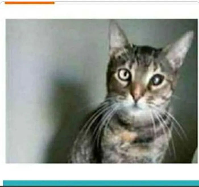 Gato ra a srd tigradinha  idade 2 anos nome LISSY