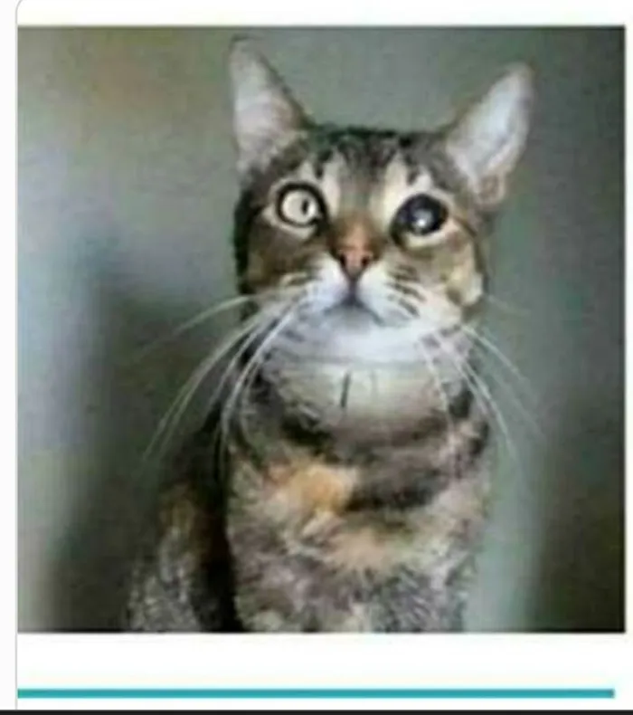 Gato ra a srd tigradinha  idade 2 anos nome LISSY