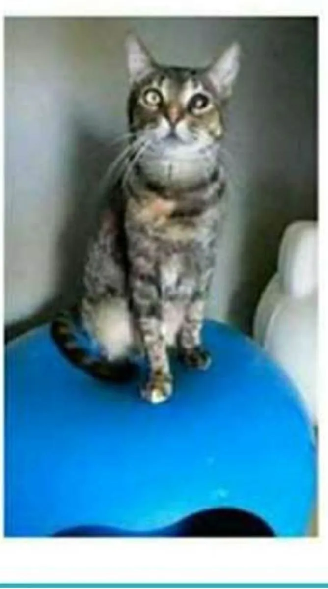 Gato ra a srd tigradinha  idade 2 anos nome LISSY