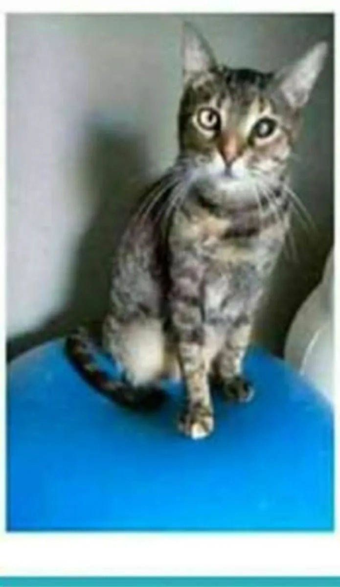 Gato ra a srd tigradinha  idade 2 anos nome LISSY