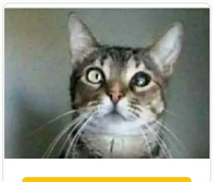 Gato ra a srd tigradinha  idade 2 anos nome LISSY
