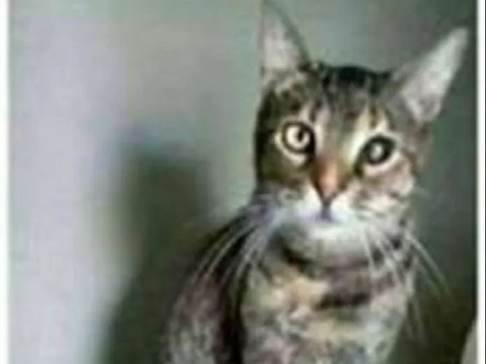 Gato ra a srd tigradinha  idade 2 anos nome LISSY