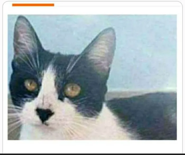 Gato ra a srd frajolinha  idade 1 ano nome MAGGIE 