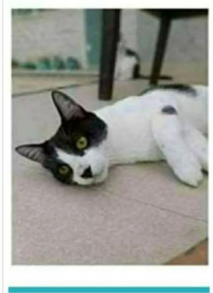 Gato ra a srd frajolinha  idade 1 ano nome MAGGIE 