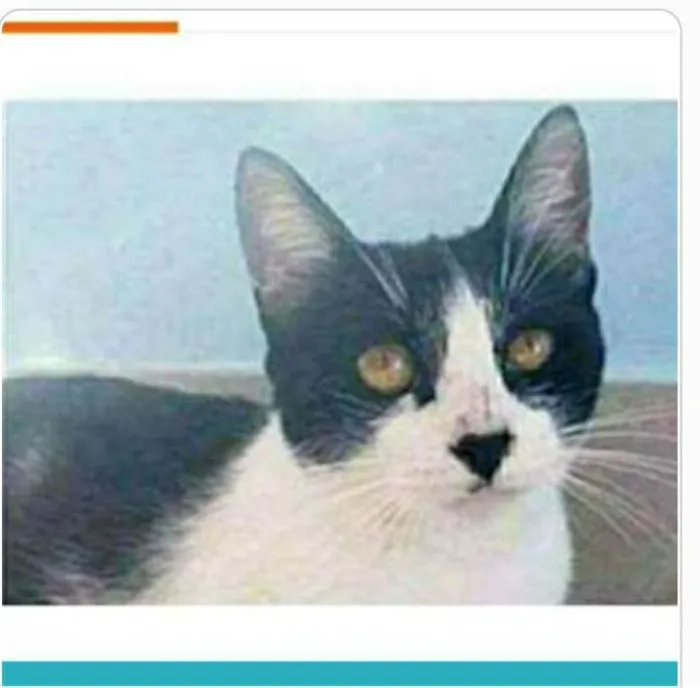 Gato ra a srd frajolinha  idade 1 ano nome MAGGIE 